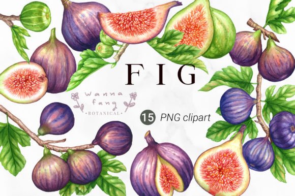 Figs Fruit Watercolor Clipart, PNG: A Designer’s Review for Branding and Marketing Use