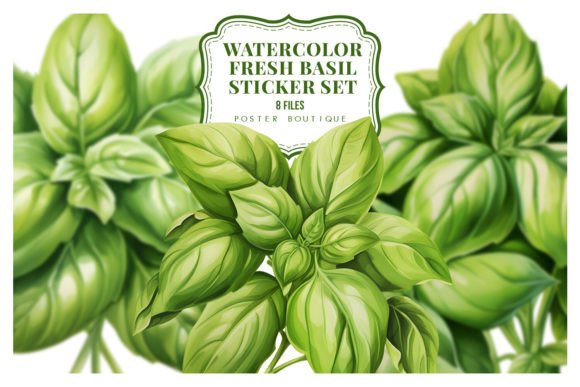 Watercolor Fresh Basil Clipart Set Review