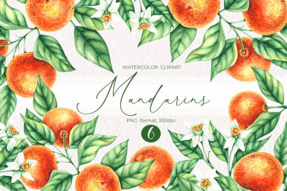 Watercolor Mandarins Clipart PNG: A Versatile Illustration for Crafters & Etsy Sellers